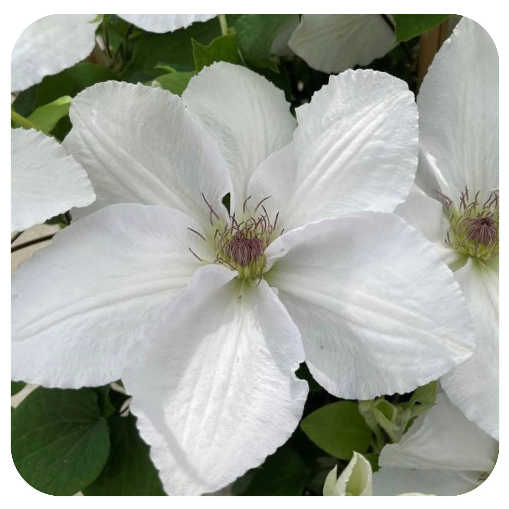 Clematis 'Guernsey Flute' by Raymond Evison