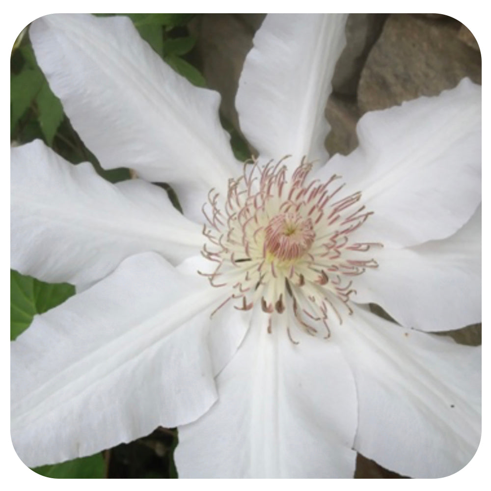 Clematis Hyde Hall