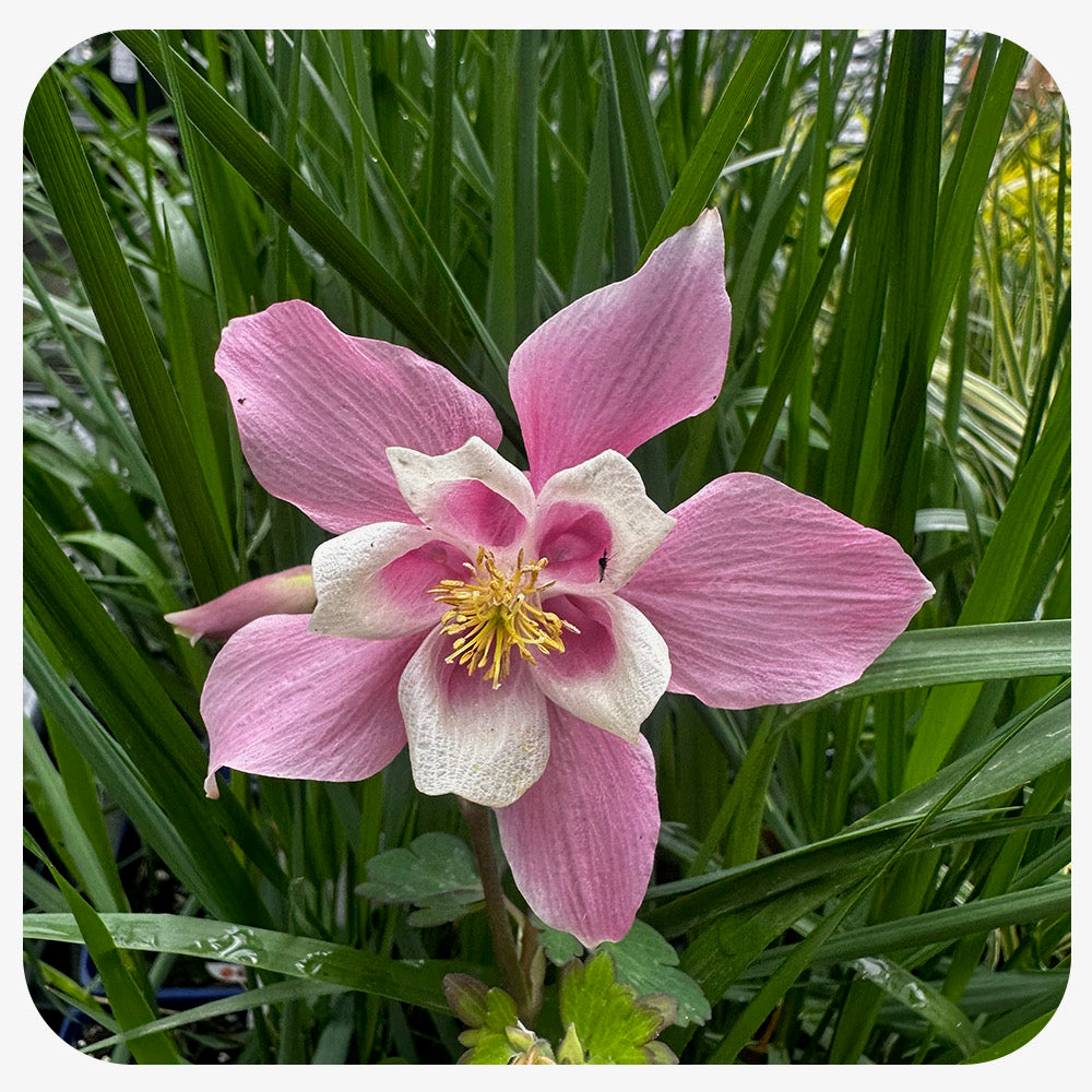 Columbine ‘Spring Magic' Pink White