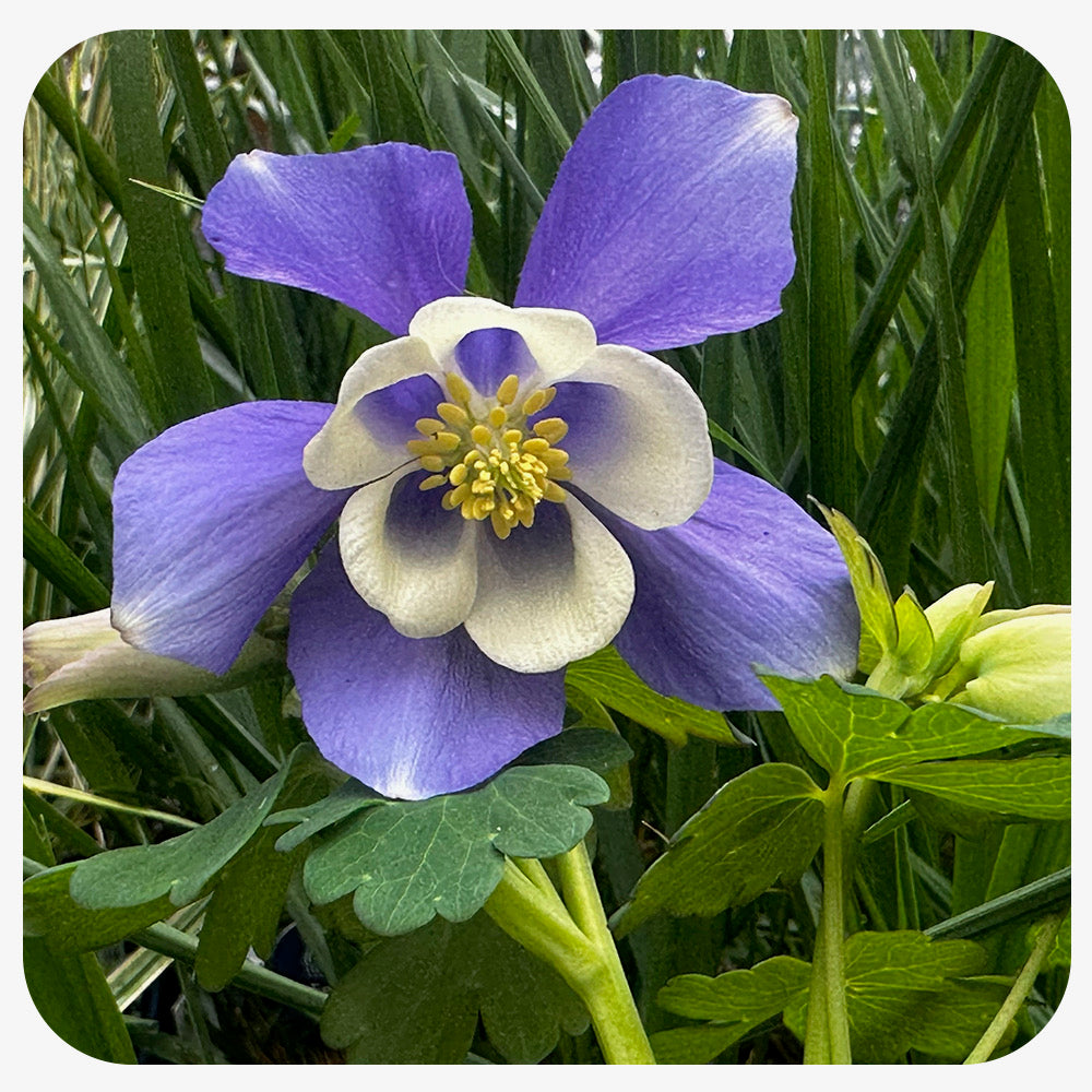 Columbine ‘Spring Magic' Blue White