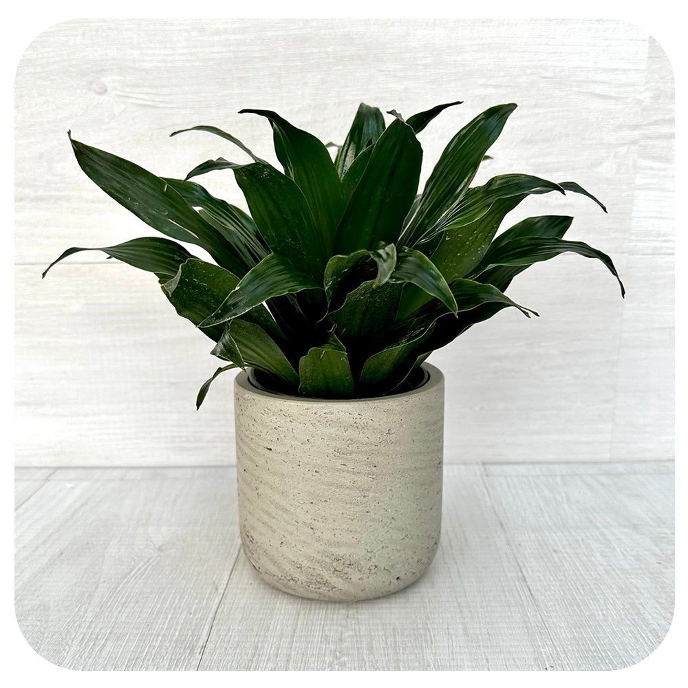 Janet Craig Compacta