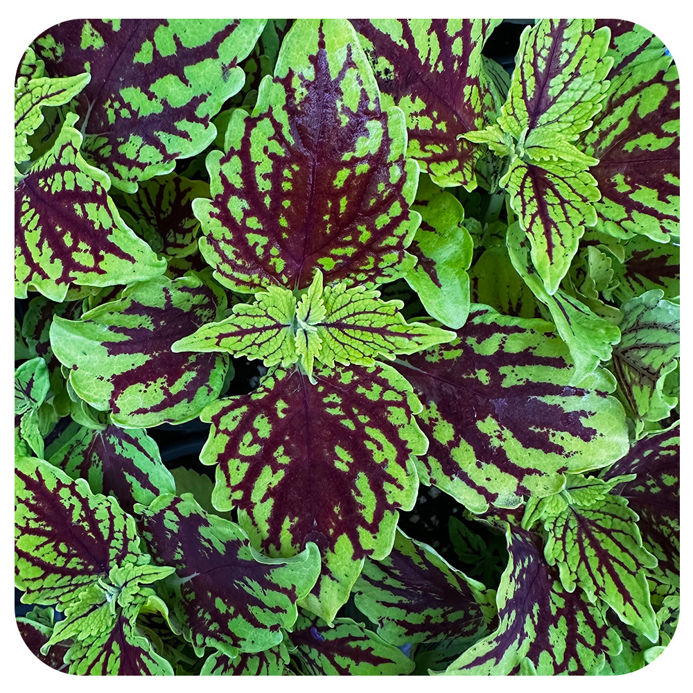 Coleus