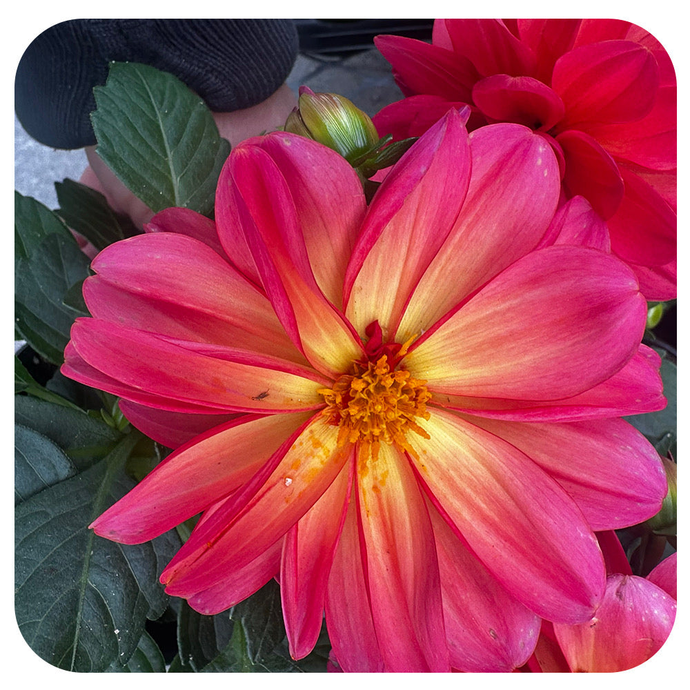 Dahlia (Annual)