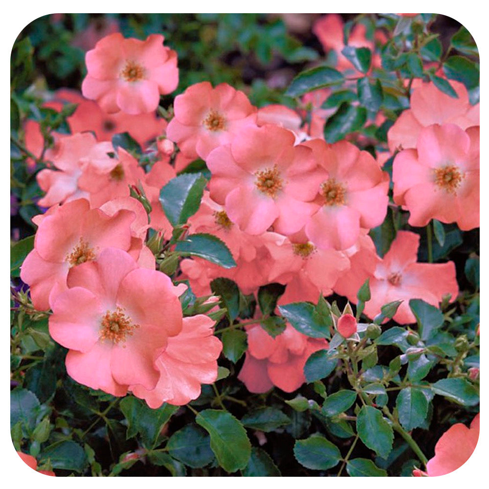 Flower Carpet Groundcover Rose 'Coral'