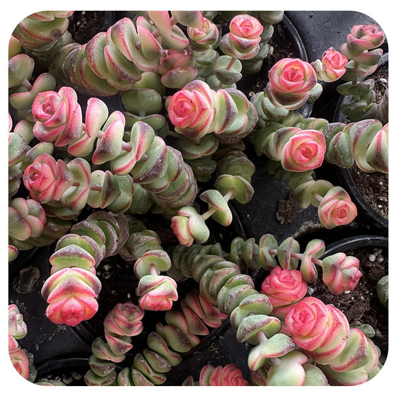 Crassula o. Coastal Coral