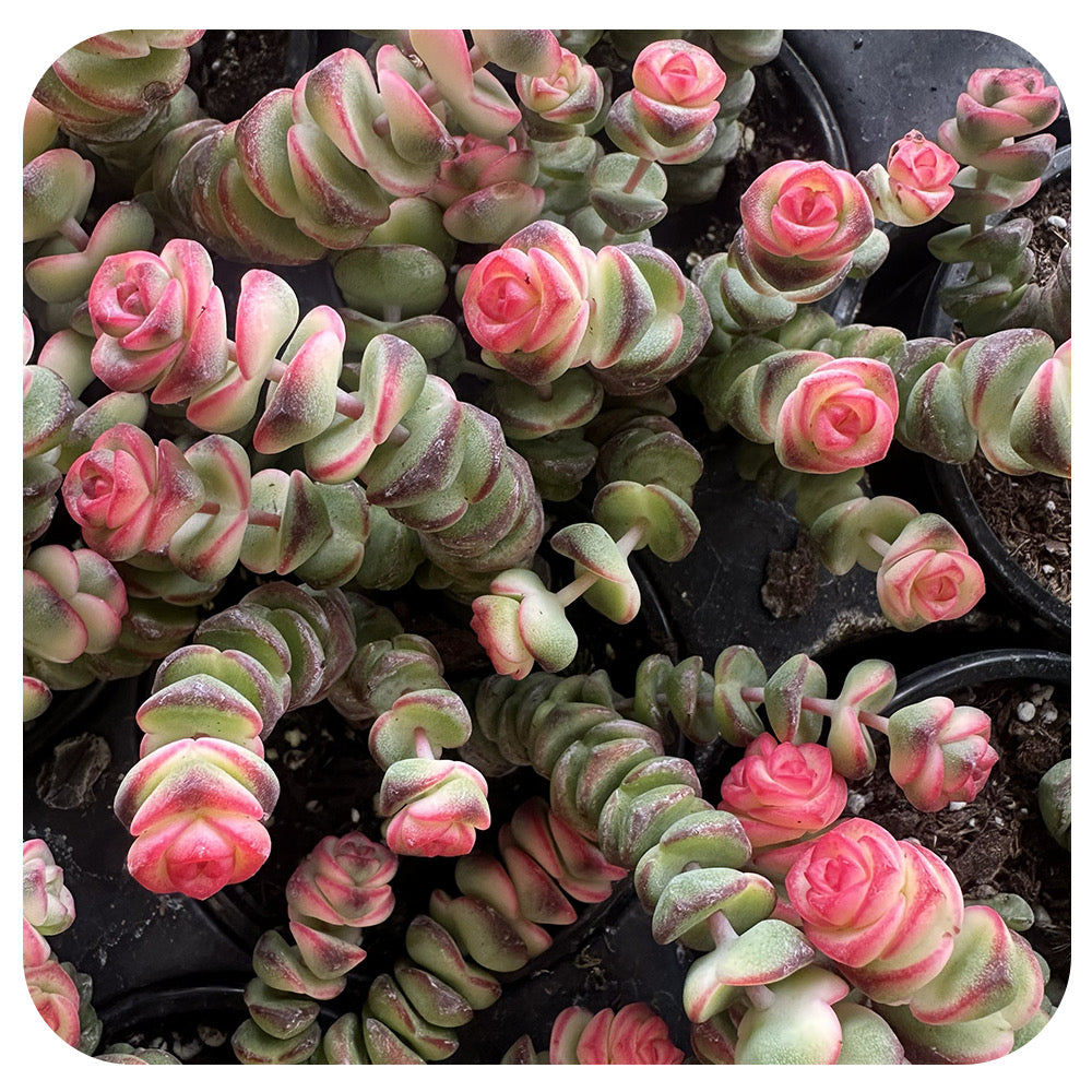 Crassula o. Coastal Coral