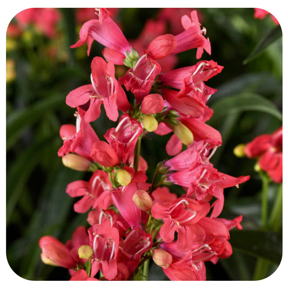 Penstemon Rock Candy Coral