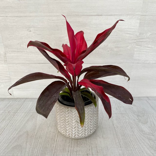 florica dracaena Cordyline Florica