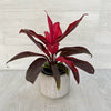 Cordyline Florica