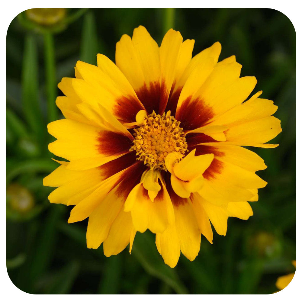 Coreopsis Solanna 'Sunset Bright'