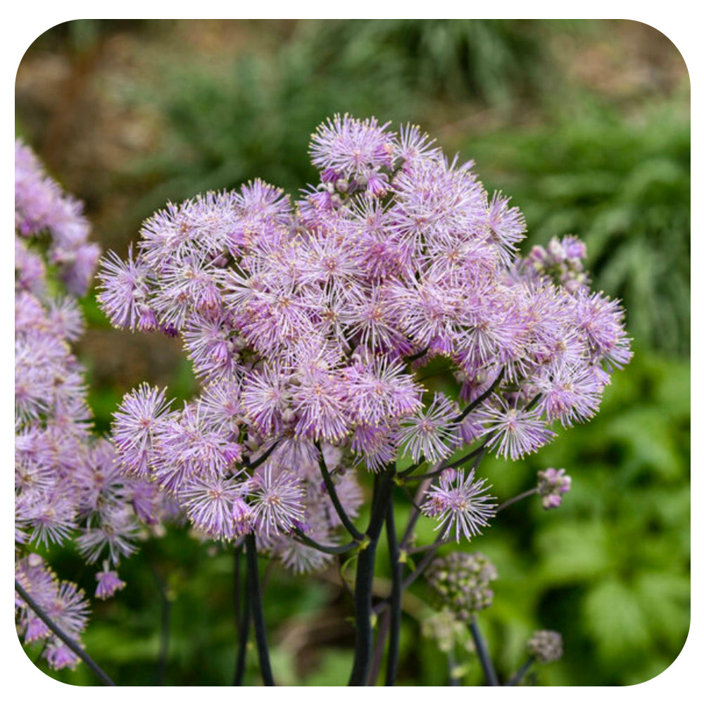 Meadow Rue ‘Cotton Candy’ (Thalictrum aquilegifolium)
