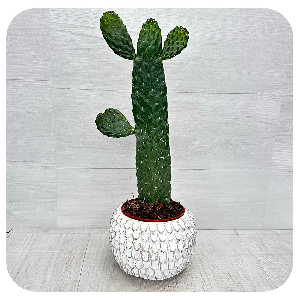 Cowboy Cactus (Cactus rubescens)