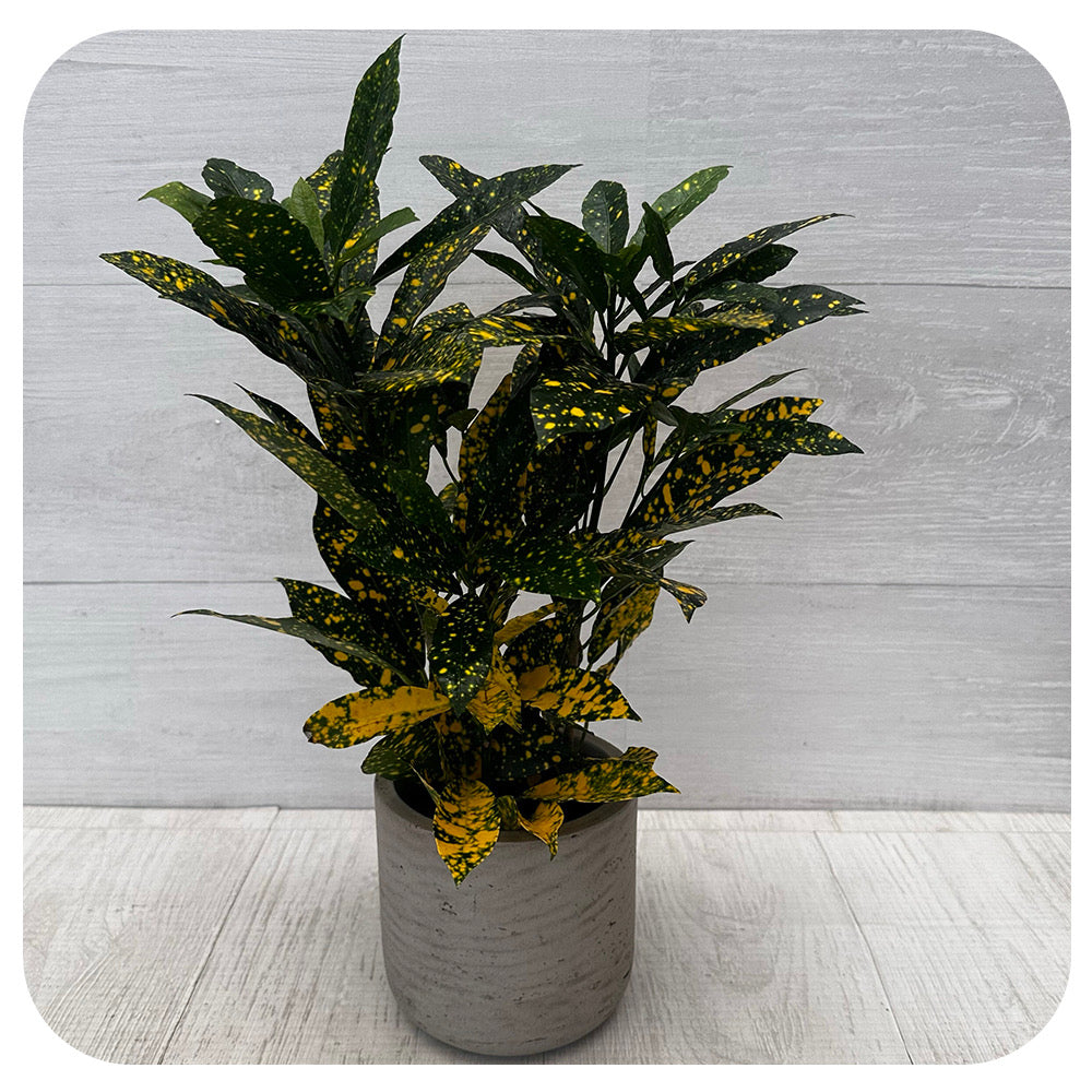 Croton 'Gold Dust'