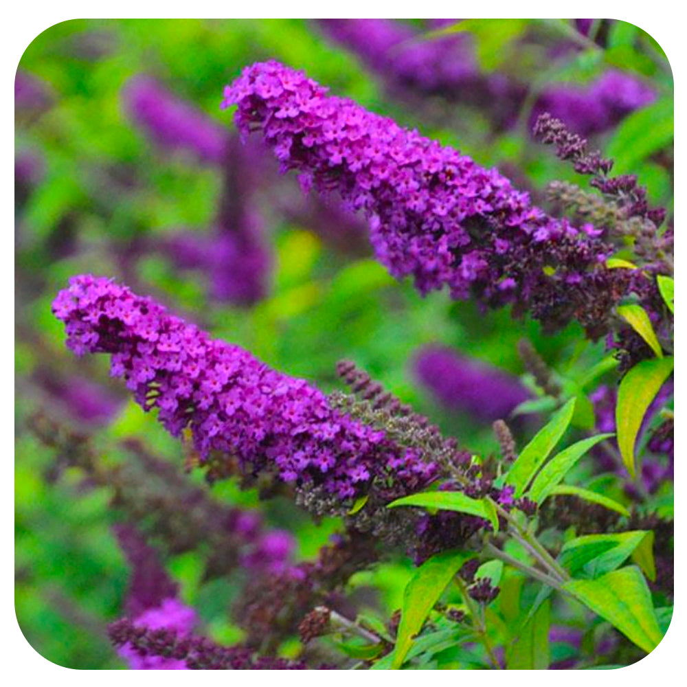 Butterfly bush 'Crown Jewel' (buddleia)