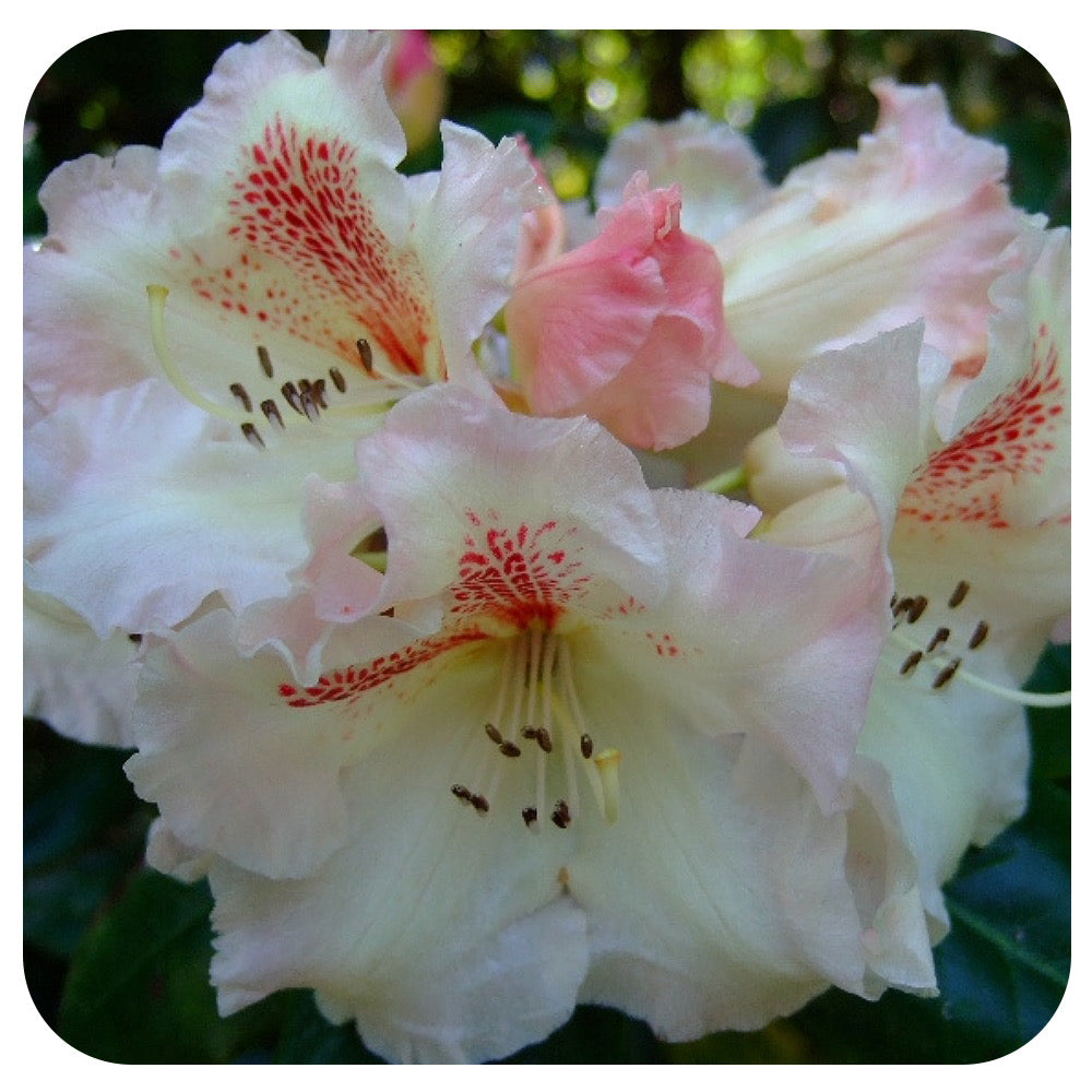 Rhododendron 'Cunningham's White''