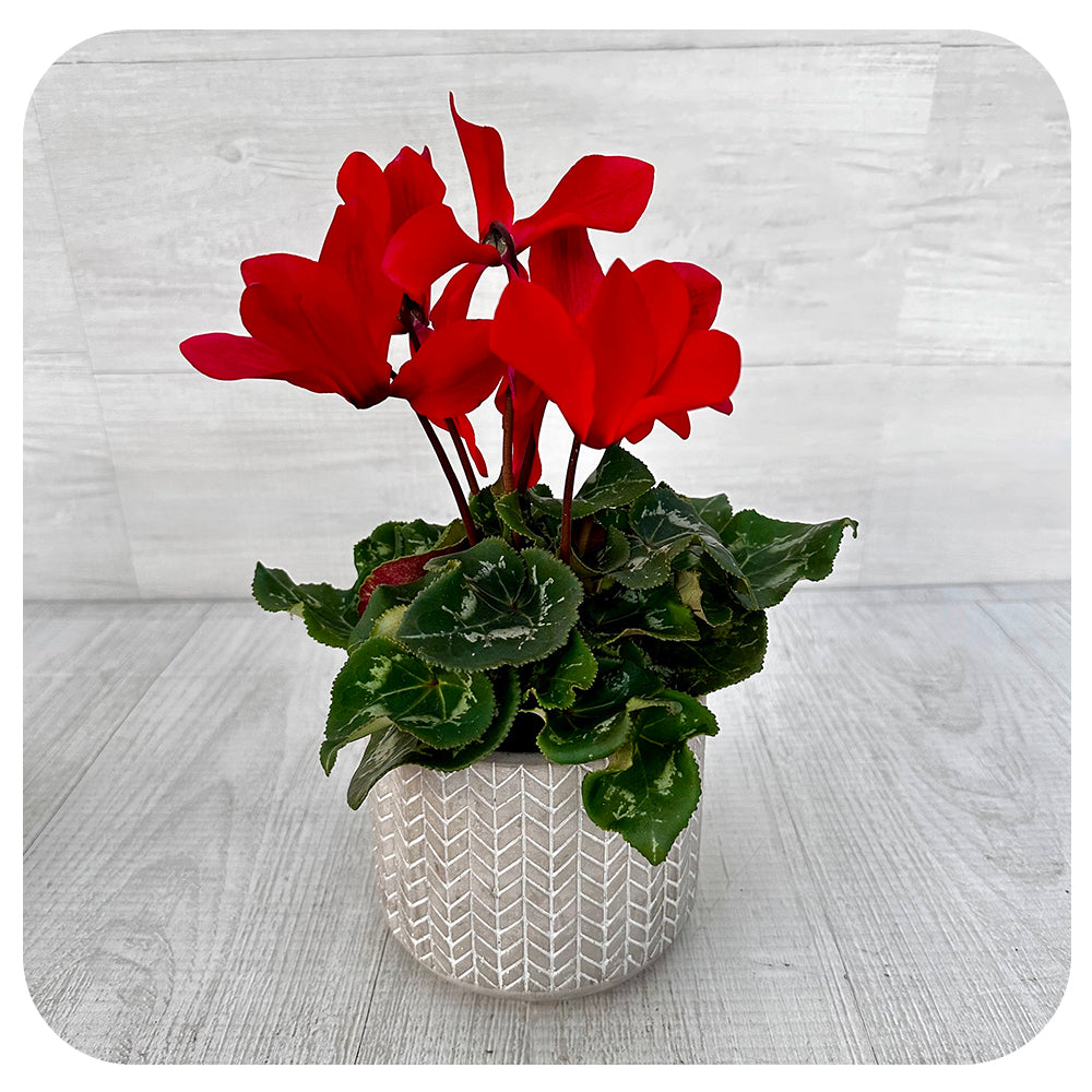 Cyclamen