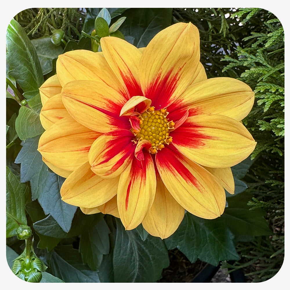 Dahlia (Annual)