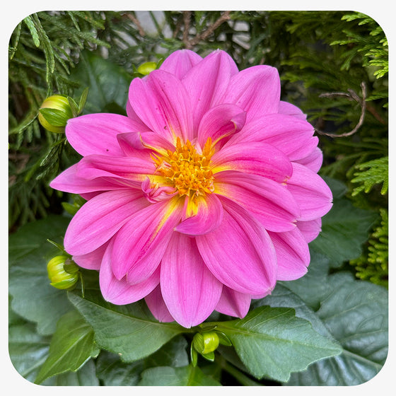 Dahlia (Annual)