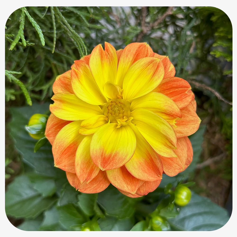 Dahlia (Annual)