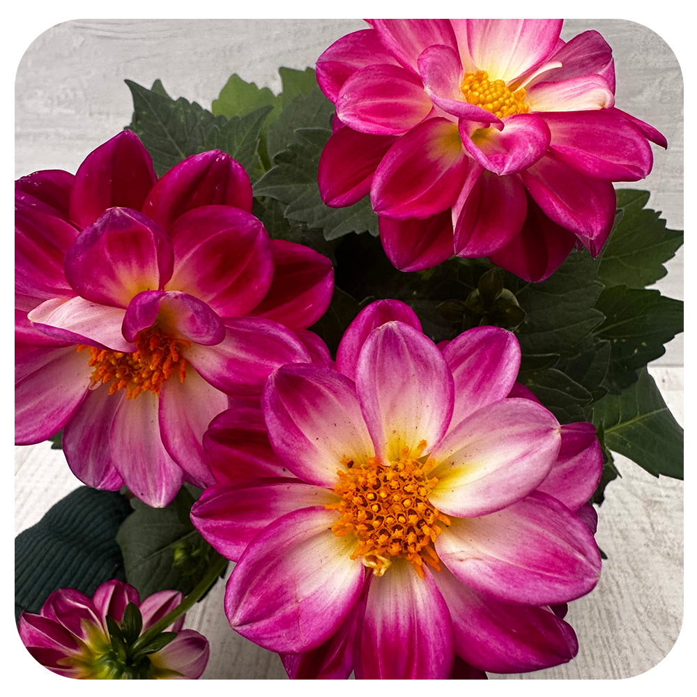 Dahlia (Annual)