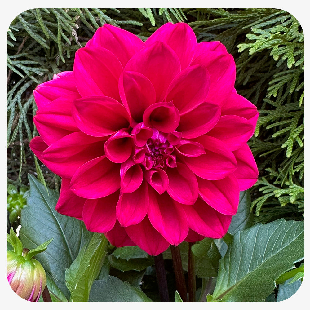 Dahlia (Annual)