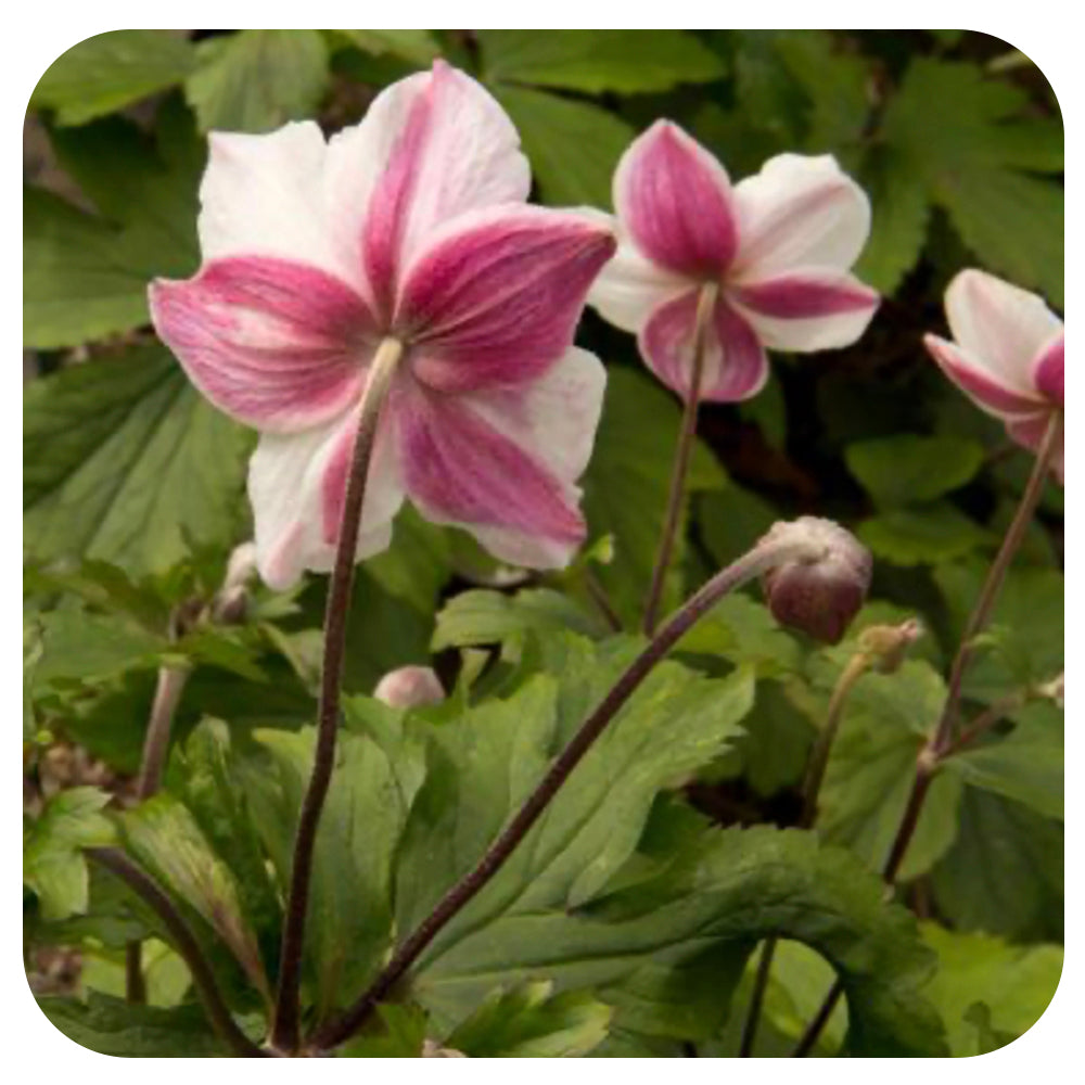 Anemone ‘Dainty Swan’ (Japanese Anemone)