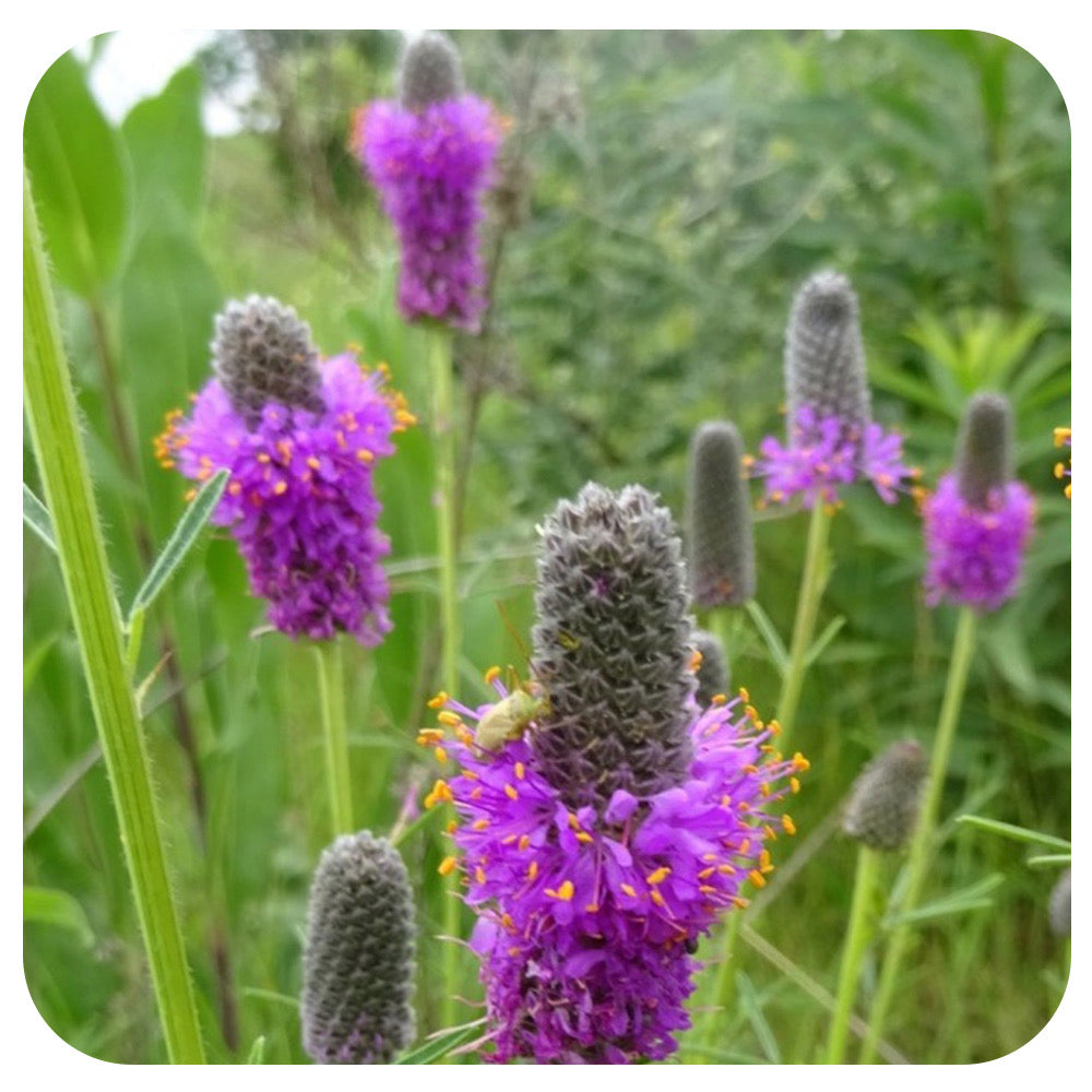 Purple Prairie Clover (dalea purpurea) NATIVE PERENNIAL