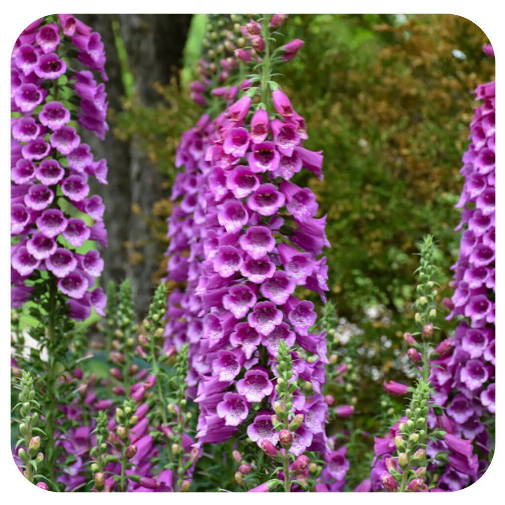Foxglove ‘Dalmation Purple’ (Digitalis)
