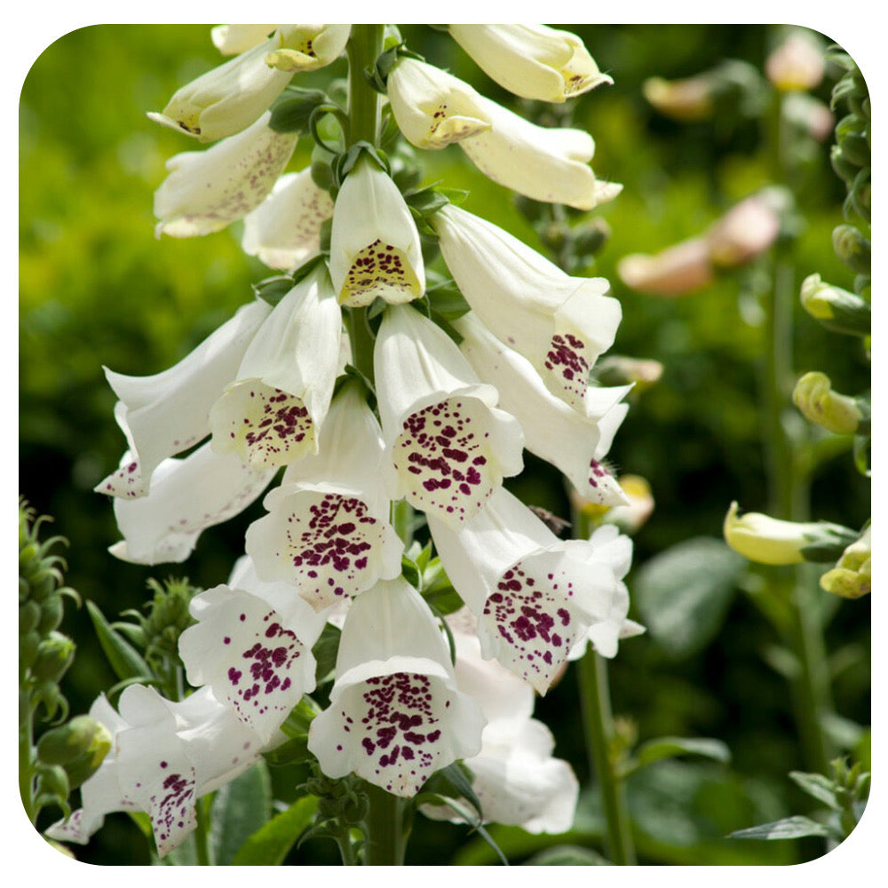 Foxglove ‘Dalmation White’ (Digitalis)
