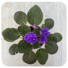 African Violets (Saintpaulia)