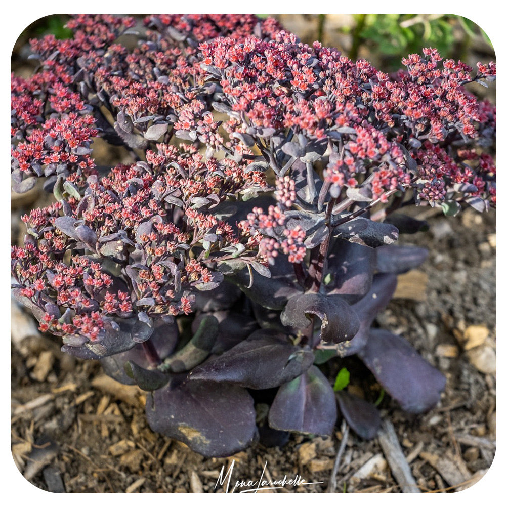 Sedum 'After Dark'