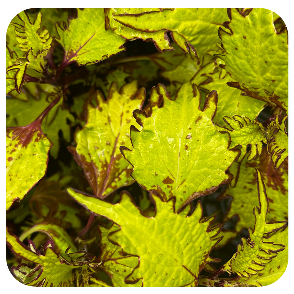 Coleus