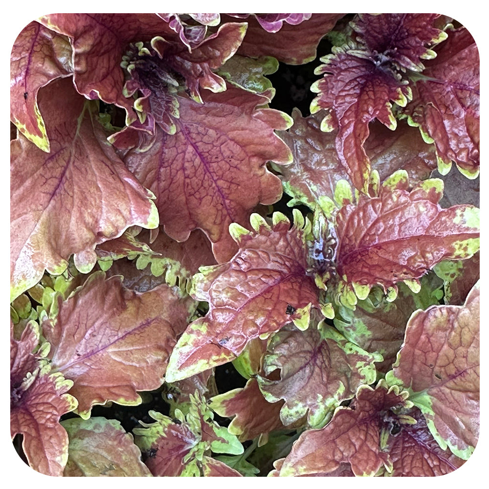 Coleus