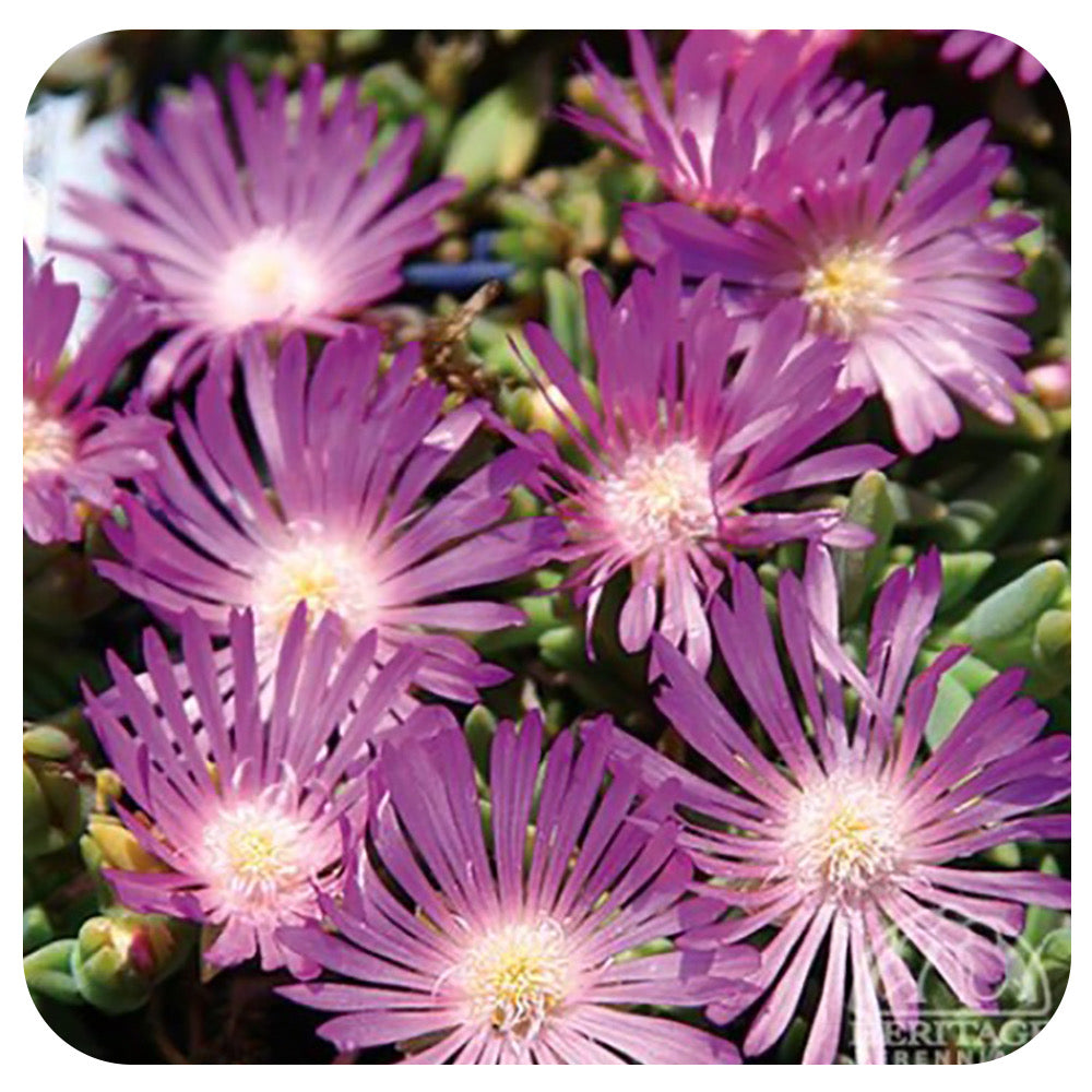 Delosperma  'Table Mountain' (Ice Plant)