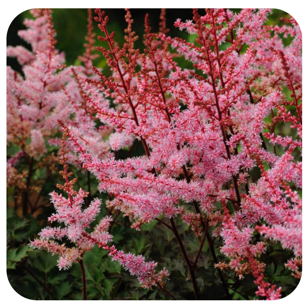 Astilbe 'Delft Lace'