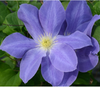 Clematis Diana's Delight by Raymond Evison