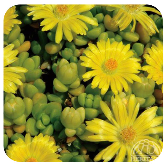 Delosperma congestum (Gold Nugget Ice Plant)