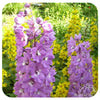 Delphinium " Magic Fountains Cherry Blossom'