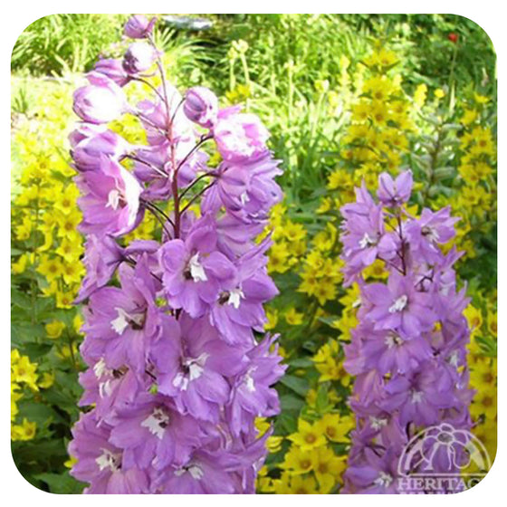 Delphinium " Magic Fountains Cherry Blossom'