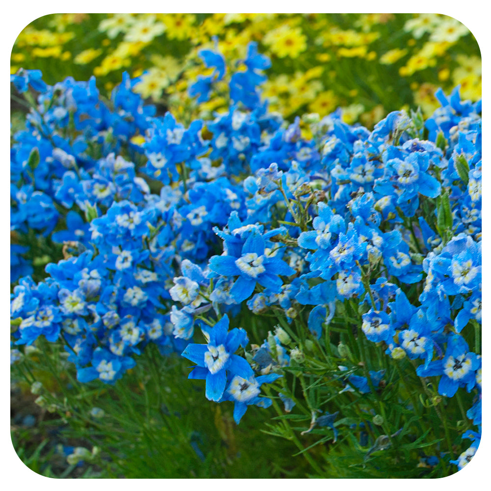 Delphinium Grandiflorium Summer Cloud