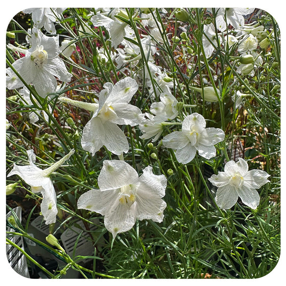 Delphinium g 'Hunky Dory White'