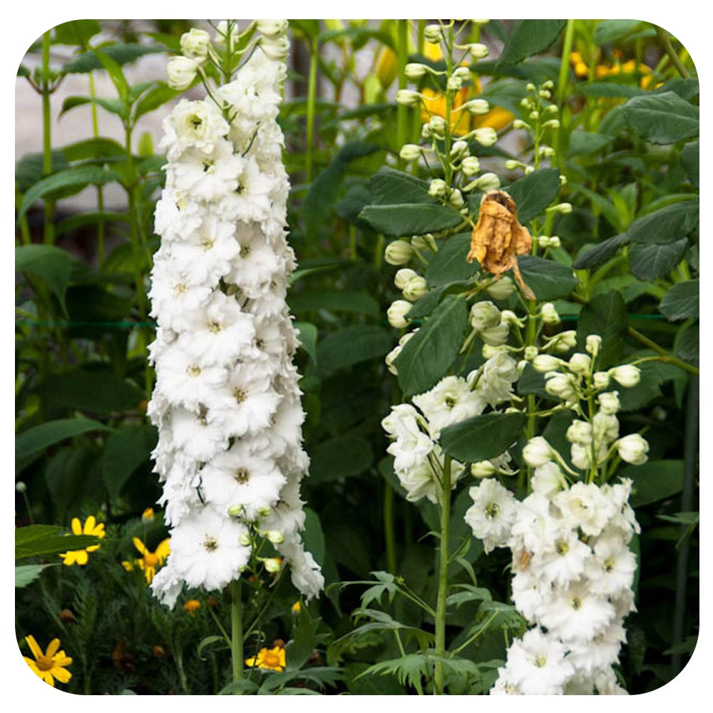 Delphinium elatum White
