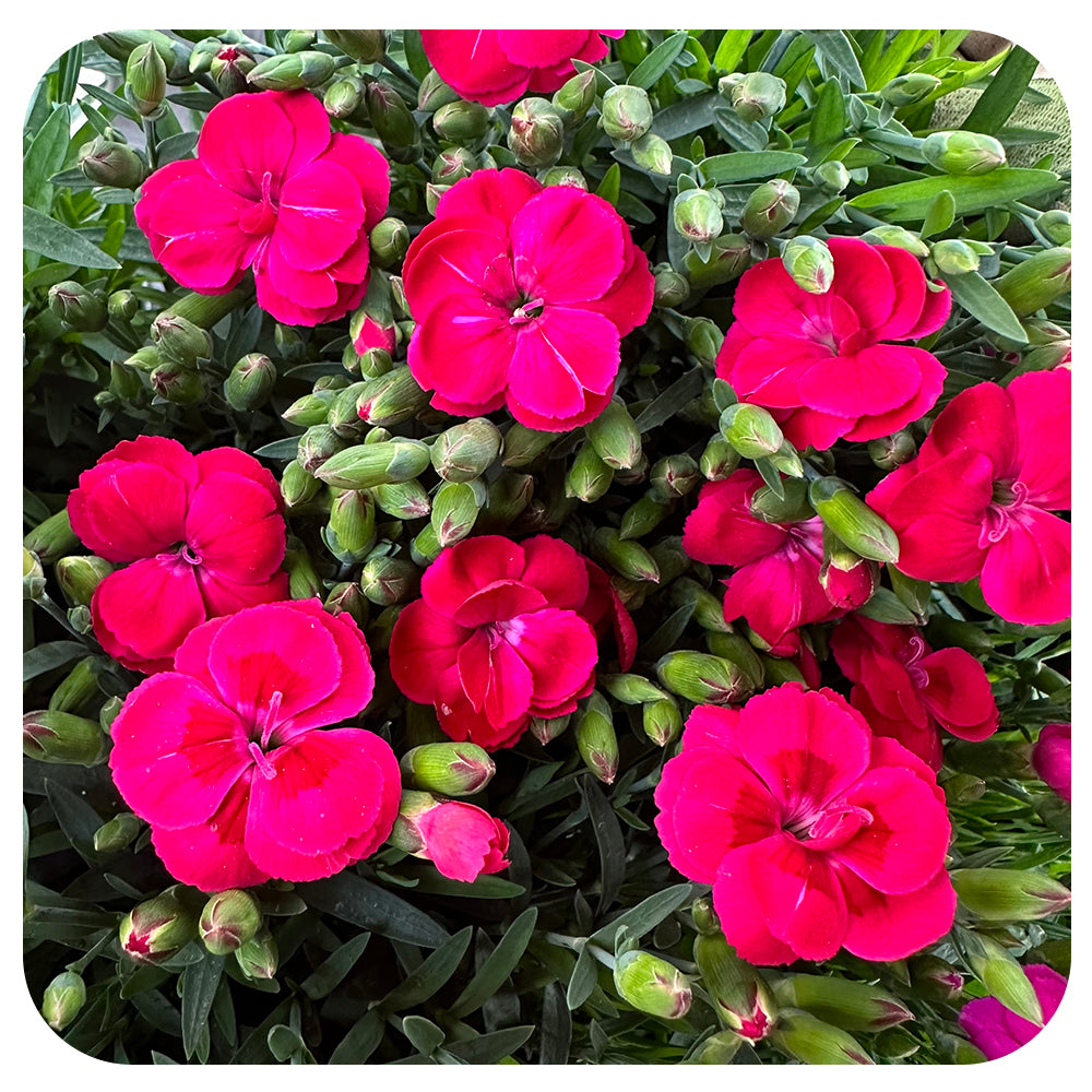 Annual Dianthus (Carnation)
