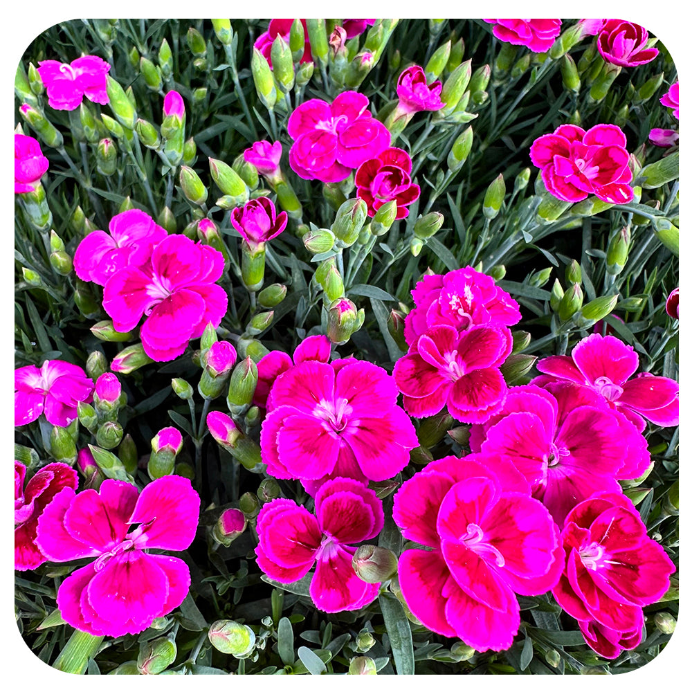 Annual Dianthus (Carnation)
