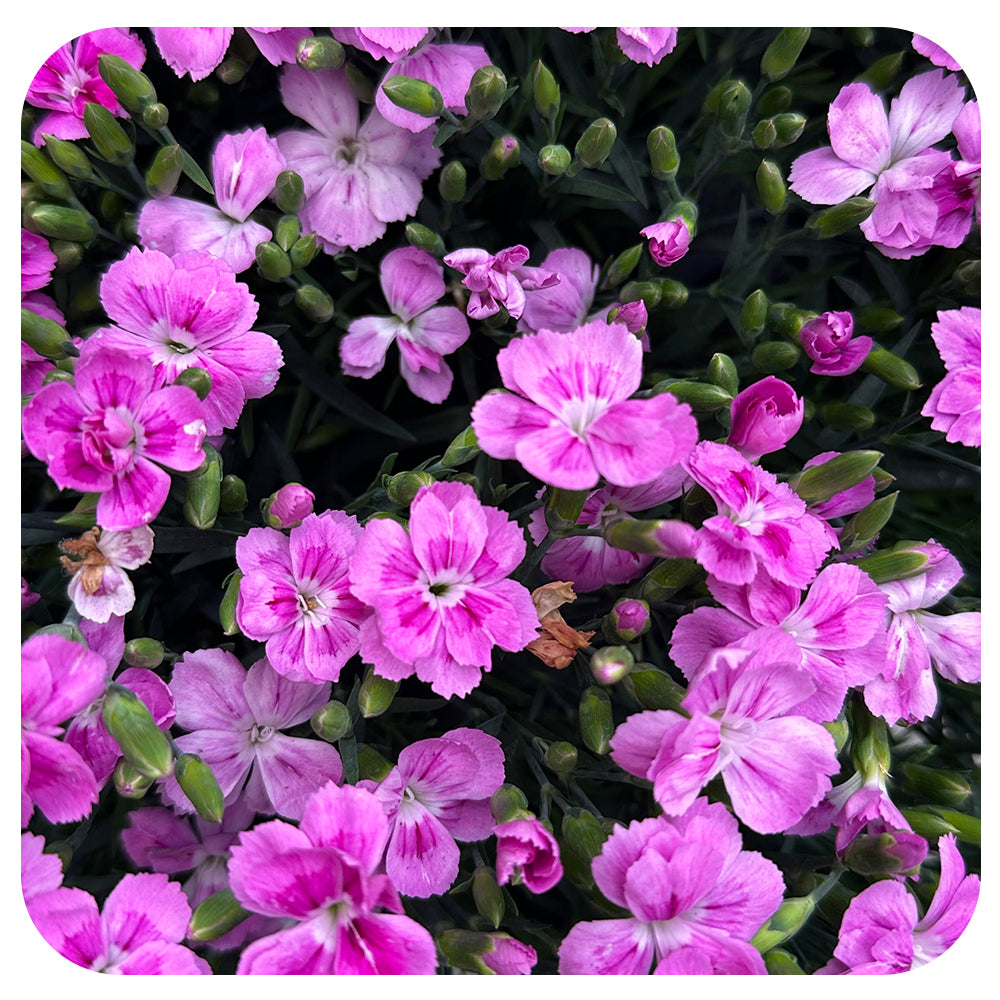 Annual Dianthus (Carnation)