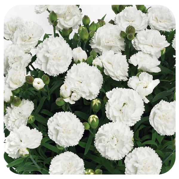 Dianthus Sunflor® Cosmos - Davenport Garden Centre