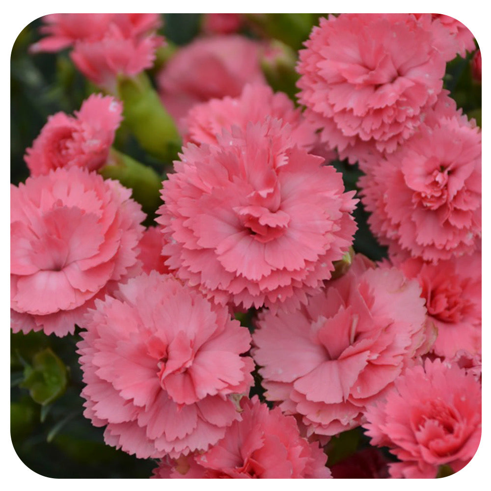 Dianthus Classic Coral 'Fruit Punch Series by Proven Winners