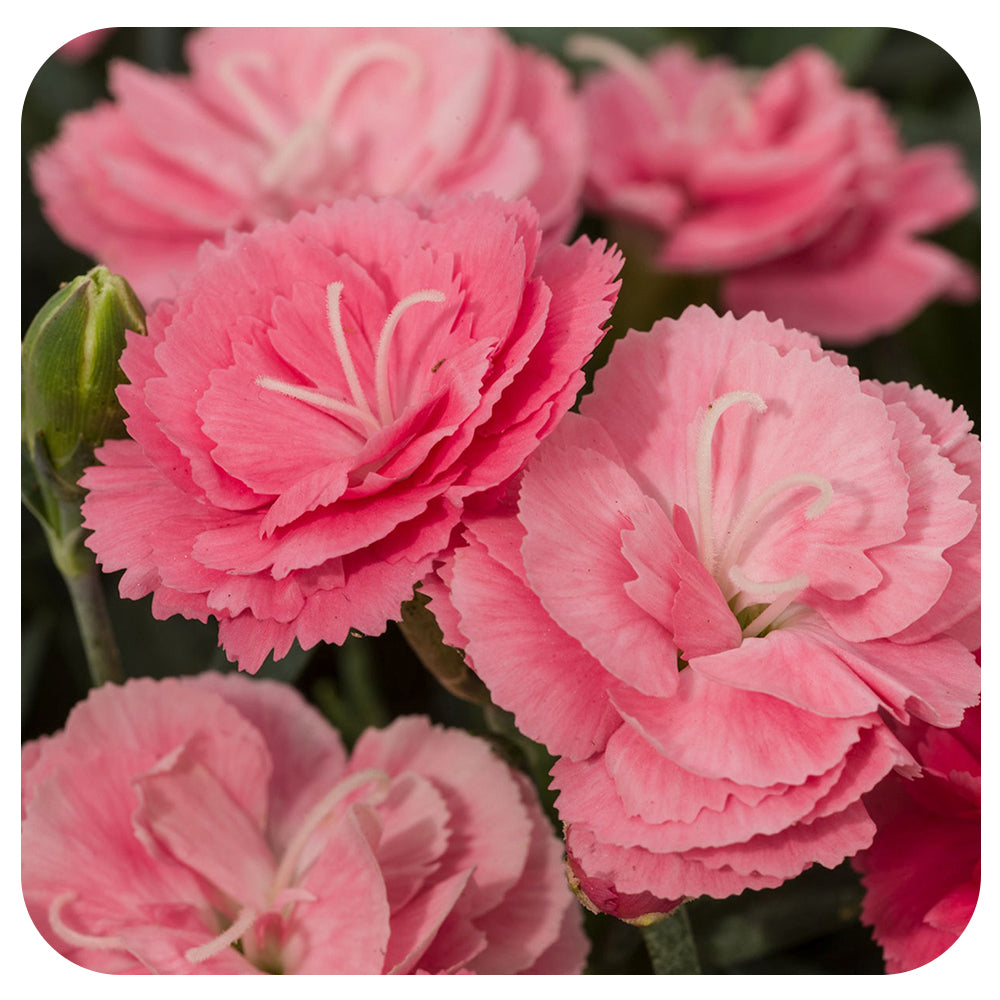 Annual Dianthus (Carnation)