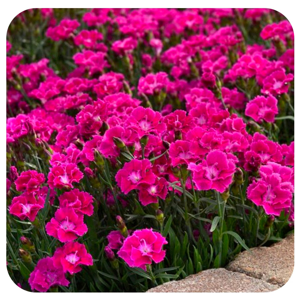 Dianthus Mountain Frost Rose Bouquet
