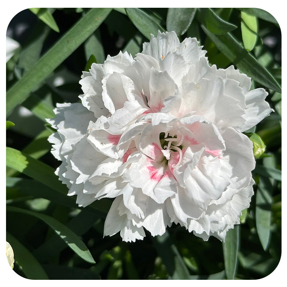 Annual Dianthus (Carnation)
